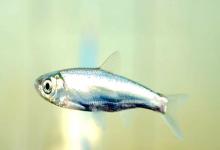 西昌白鱼是什么鱼？