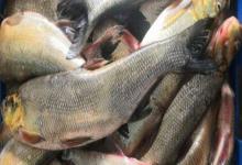 斑白鱼是什么鱼？