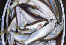 邛海白鱼是什么鱼？