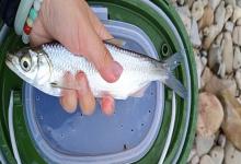 路南金线白鱼是什么鱼？