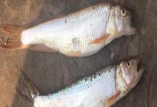 银白鱼是什么鱼？