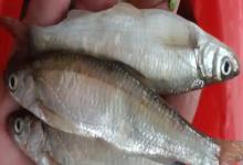 程海白鱼是什么鱼？