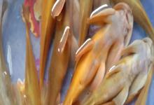 凿齿鮡是什么鱼？