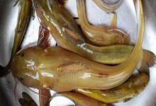 兰坪鮡是什么鱼？