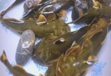 亮背纹胸鮡是什么鱼？