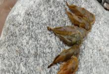 后臀鮡是什么鱼？