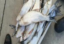 阳宗白鱼是什么鱼？