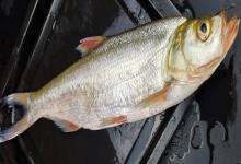 雅砻白鱼是什么鱼？