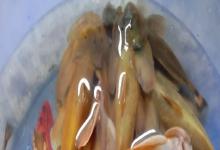 前臀鮡是什么鱼？