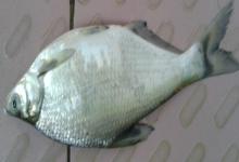 扁体原鲌是什么鱼？