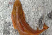 似黄斑褶鮡是什么鱼？