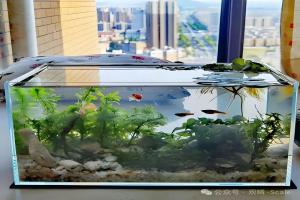 新手养鱼保姆级攻略—鱼缸的选择