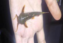 墨脱纹胸鮡是什么鱼？