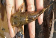 大斑纹胸鮡是什么鱼？