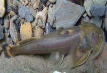 壶瓶山鮡是什么鱼？