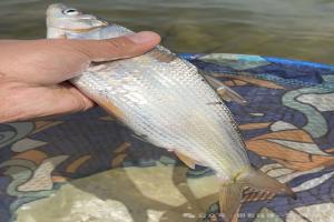 春季钓黄尾：选对钓位、做好窝，鱼获直接翻倍！