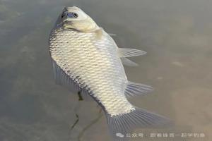 野钓大鲫鱼，3个长效打窝方法，大板子不断进窝，越钓越稳