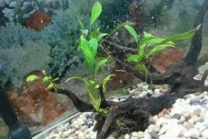 鱼缸里出现小白虫、小黑虫、水面泡沫等问题怎么办?
