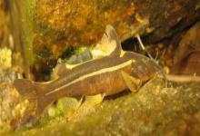 无斑褶鮡是什么鱼？