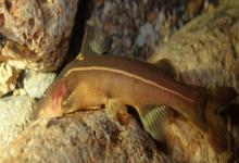 无斑异齿鰋是什么鱼？