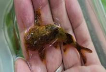 福建纹胸鮡是什么鱼？