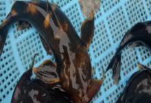 穗缘异齿鰋是什么鱼？