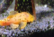 海南纹胸鮡是什么鱼？