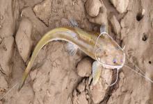 短鳍鮡是什么鱼？