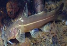 白线纹胸鮡是什么鱼？