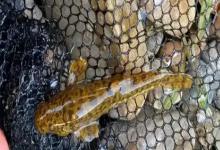 石爬鮡是什么鱼？