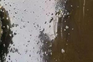 水体有油膜还有气泡，死鱼一波接一波怎么回事