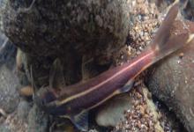 老挝纹胸鮡是什么鱼？