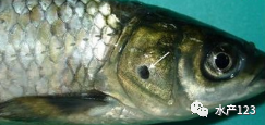 细菌性烂鳃高发，防治要及时