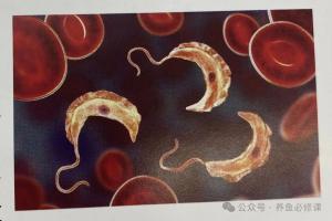 寄生虫不用猛杀！一套安全方案，全年少死鱼