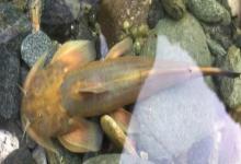 纤体褶鮡是什么鱼？