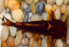 红河纹胸鮡是什么鱼？