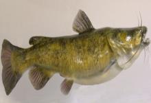 网纹原鮡是什么鱼？