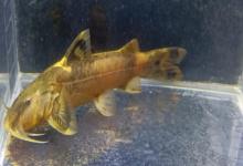 细斑纹胸鮡是什么鱼？