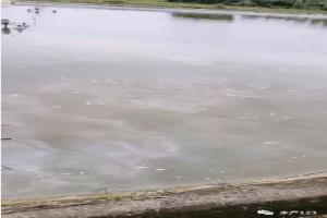 养殖后期做好这两点，鱼安全，多卖钱