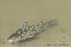 春季养鱼虾，先防水霉病！实用攻略