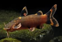 美丽纹胸鮡是什么鱼？