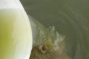 草鱼青鱼花白鲢每天死几条，天天死怎么回事