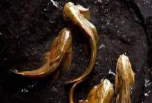 细尾鮡是什么鱼？