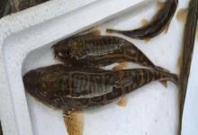 穴形纹胸鮡是什么鱼？