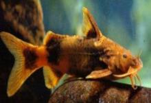 间棘纹胸鮡是什么鱼?