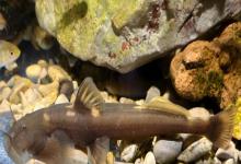 长尾鮡是什么鱼?