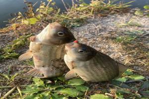 钓鱼知识 | 爆护的快乐，从学会“春钓滩”开始！