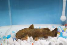 黑斑原鮡是什么鱼？