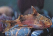 长尾纹胸鮡是什么鱼?