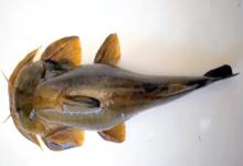 黄石爬鮡是什么鱼？